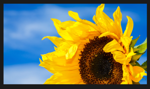 15.6 inch TFT LCD hiển thị LVDS giao diện 1366x768 Độ phân giải N156B6-L0B - Product Image 4