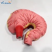 Modelo de Estómago de Cerdo Deshebrado con Estructura Completa de la Cámara Gástrica para Ayuda Didáctica en Ganadería CE/ISO/ROHS/CNAS