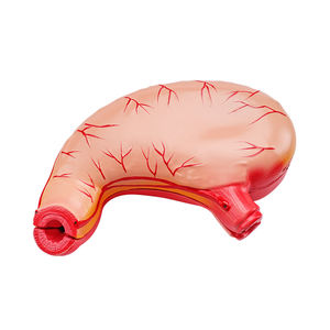Школа и больница, обучающая ПВХ пластиковая анатомическая модель желудка человека, модель желудка - Product Image 2