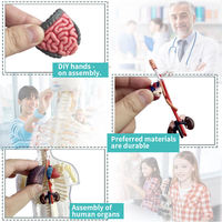 Modelo de Anatomía de órganos del cuerpo humano superior, juguete de montaje DIY para niños, Kit educativo de biología para estudiantes
