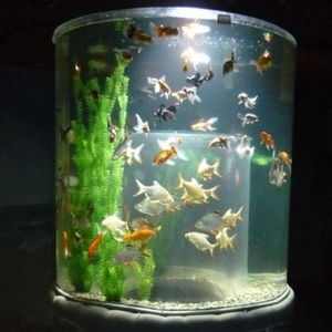 Fabriek Directe Verkoop Outdoor Grote Acryl <span class=keywords><strong>Aquarium</strong></span>, 2020 Nieuwe Producten Oceaan Wereld Acryl <span class=keywords><strong>Aquarium</strong></span> <span class=keywords><strong>Aquarium</strong></span> @ - Product Image 4