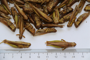 Grasshopper Verde Essiccato al Sole 100% Naturale, Finemente Lavorato, 2-4cm, Alimento per Rettili in Miniatura, Prezzo di Fabbrica, Durata 3 Anni, per la Pelle - Product Image 3