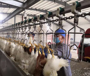 Machine d'abattage automatique multi-oiseaux de marque personnalisée, capacité 1000 kg, 5,5 kW, 380 V, équipement de traitement intelligent pour ferme - Product Image 6