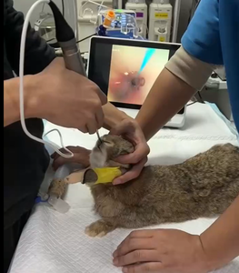 Endoscopios/Vestibulares Veterinarios Rígidos y Flexibles Ultrafinos de 2.2mm/1.2mm para Laparoscopia/Urología/ORL para Mascotas Exóticas y Animales Pequeños - Product Image 3