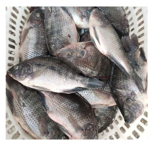 Đông Lạnh Tươi Đen Cá Cá Rô Phi Toàn Bộ Vòng 300-500G & 800G Kích Thước Iqf Đóng Băng Quá Trình Cấp A + Biểu Tượng Tùy Chỉnh Gói Cho Bán - Product Image 6