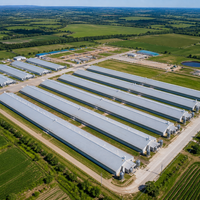 Structure en acier galvanisé à chaud haute résistance pour poulailler, avec cadre préfabriqué en acier et système d'abreuvement automatique par pipettes et ventilation.