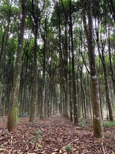 Vietnam <b>Oud</b> Wood Wholesale Natural Wood Agarwood Chips High Quality Wood Fragrance Chips Agarwood - Product Image 6