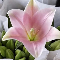 Fleurs de lys fraîchement coupées, roses, lot de 10, décoratives, en provenance de Chine, vente chaude aux Philippines et au Vietnam, avec emballage isotherme.