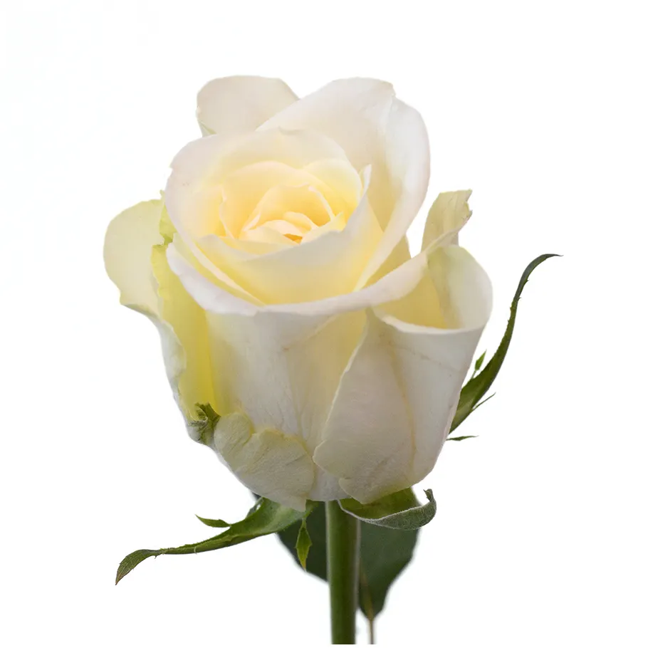 ताजा नए केन्याई ताजा कट फूल पेगासो शुद्ध सफेद गुलाब बड़े सिर वाले 60 सेमी तना थोक खुदरा ताजा कट गुलाब