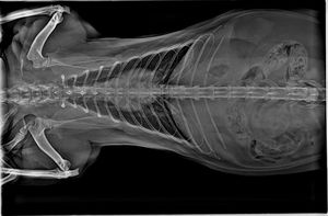 جهاز أشعة سينية رقمي بيطري متطور بتقنية الذكاء الاصطناعي، جهاز تصوير إشعاعي ديناميكي بقوة 32 كيلو واط للعيادات البيطرية والمستشفيات الحيوانية - Product Image 2
