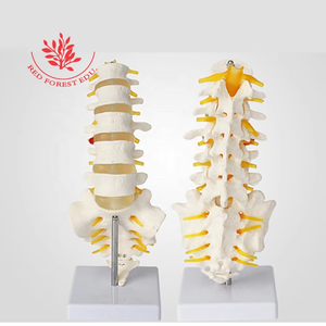 Ukuran hidup Model vertebra 5 buah dengan kiropraktik akar syaraf, kantor osteoath dan studi siswa - Product Image 3