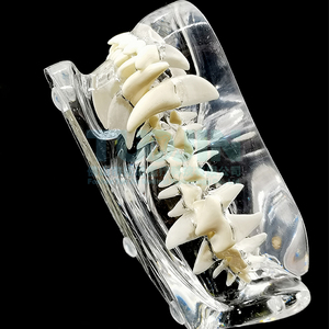 Modelo de Dientes de Resina Dental Transparente para Perros y Gatos, Modelo de Dientes de Mascotas, Dientes de Resina Animal, Enseñanza Dental Veterinaria - Product Image 4