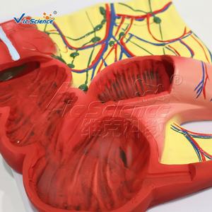 Modello anatomico dell'appendice e del modello di anatomia del cieco di insegnamento medico dell'organo umano - Product Image 5