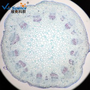 Sección transversal del tallo de una planta dicotiledonosa de espina firme; espécimen experimental para la enseñanza biológica y observación microscópica. - Product Image 4