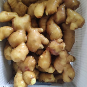 Chất lượng cao số lượng lớn tươi gừng khô gừng dịu dàng gừng từ Natura Nhà cung cấp Trung Quốc ở mức giá tốt nhất - Product Image 6