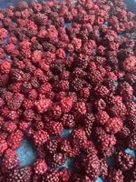 Venta al por Mayor de Frambuesas FD de Primera Calidad para Smoothies y Jugos