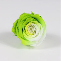 Fournisseur d'usine, vente en gros de 5-6 têtes de roses éternelles réelles, roses bicolores pour cadeau de la Saint-Valentin