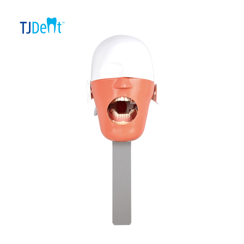 High Quality Phantom Head Simulator Dental