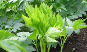 Bubuk ekstrak daun <span class=keywords><strong>Ashitaba</strong></span> murni suplemen nutrisi bubuk ekstrak Angelica Keiskei - Product Image 2