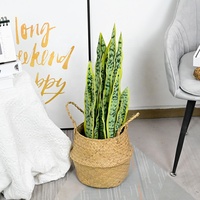 Arbre d'agave décoratif d'intérieur sansevieria, plante de serpent, feuilles vertes pour la décoration de bonsaï