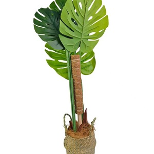 Bâtons de soutien <span class=keywords><strong>pour</strong></span> plantes grimpantes en mousse de coco <span class=keywords><strong>pour</strong></span> jardin et plantes <span class=keywords><strong>à</strong></span> feuilles persistantes - Product Image 6