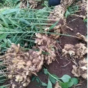 Jengibre fresco vietnamita para servicio de alimentos y mercados indios fuertemente calentado para cocinar y uso a base de hierbas - Product Image 6