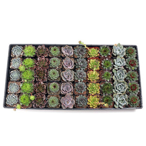 Paquete a granel de suculentas Rosette clásicas, 5 de cada variedad en macetas de 2 pulgadas para maceteros de eventos, diseños de suculentas equilibrados - Product Image 4