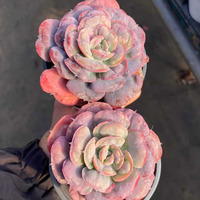 Succulente Variée Ultra Rara, Spécies Unique, Décoration de Luxe pour la Maison, Choix du Collectionneur, Ornement Artistique de Boutique
