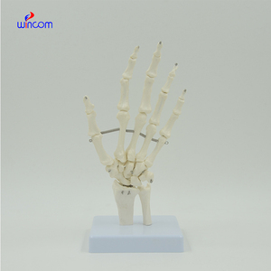 Modèle d'os de main humaine 1:1, taille adulte, os flexibles de la main, radius, ulne, squelette, anatomie, matériel éducatif, enseignement médical - Product Image 6