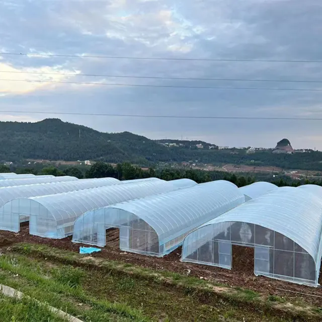 Large Simple Structure Tunnel Covered with PE Film Greenhouse