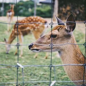 <span class=keywords><strong>รั้ว</strong></span>สนามเกมส์ลวดถักแบบยึดได้สำหรับงานหนักรั้วกั้นระหว่างแกะ/วัว/แพะ/กวาง<span class=keywords><strong>รั้ว</strong></span>ฟาร์มสำหรับออสเตรเลีย - Product Image 3