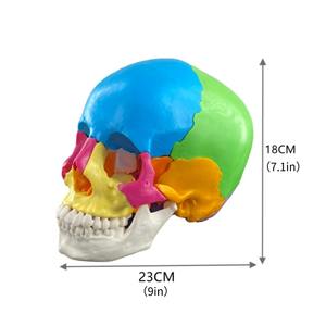 Modelo de cráneo de Color humano desmontado de 22 piezas de alta calidad para ciencia médica para escuela de Hospital y enseñanza de demostración - Product Image 4