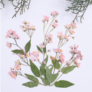 Deutzia Scabra Fleur Avec Branches Scrapbooking Résine Époxy Écologique Véritable Fleur Pressée DIY - Product Image 3