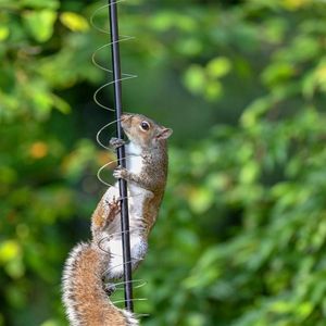 แหวนสายรุ้งโลหะสี8*10ซม. อุปกรณ์สปริงกันกระรอกใหม่อุปกรณ์สำหรับนกของเล่นกลางแจ้งใช้งานง่ายเครื่องมือป้อนนก - Product Image 5