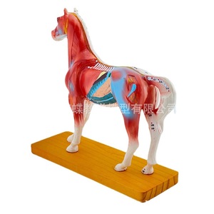 Modèle d'acupuncture équine, modèle de cheval, modèle d'anatomie animale, modèle des points d'acupuncture du cheval, modèle pédagogique vétérinaire - Product Image 1