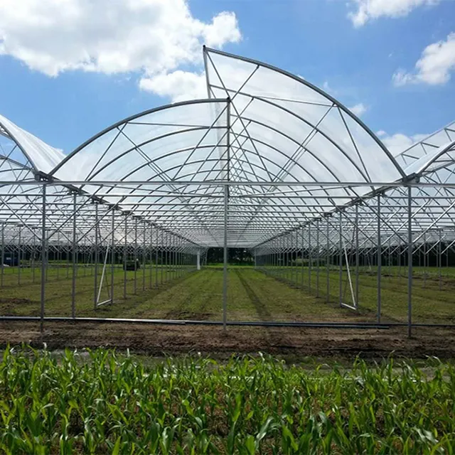 Specializing in the production of multi-functional for tomato vegetable fruit agricultural tunnel greenhouse