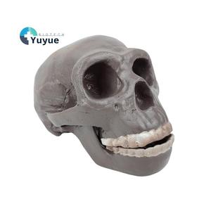 Modèle de crâne humain de Pékin - Modèle d'évolution humaine pour l'enseignement de l'anthropologie, l'exposition muséale et la recherche scientifique - Product Image 1