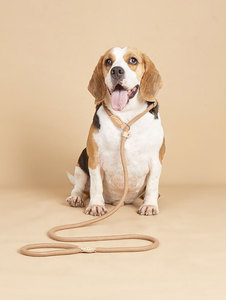 तैयार स्टॉक पर्ची का नेतृत्व नहीं सभी आकार के कुत्तों के लिए पॉलिएस्टर रस्सी थोक पालतू जानवरों की आपूर्ति - Product Image 3