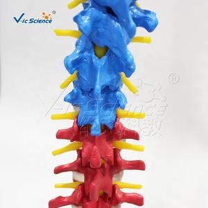 Modelo Didáctico de Columna Vertebral con Pelvis, Modelo de Tamaño Real del <span class=keywords><strong>Esqueleto</strong></span> Humano - Product Image 2