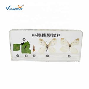 Spécimen pédagogique de biologie : Anatomie de Pieris Rapae intégrée à la résine, Cycle de vie du spécimen en résine, Objets d'artisanat - Product Image 4