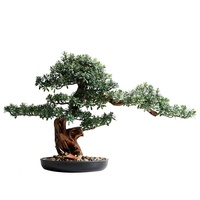 Arbres artificiels en cèdre, petits arbres en pin artificiels en pot, bonsaï artificiel pour la décoration de bureau, de maison ou de table