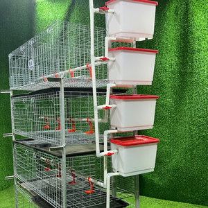 Broiler kanatlı H tipi çok seviyeli profesyonel Manure kemer ile galvanizli Broiler tavuk kafesleri - Product Image 2