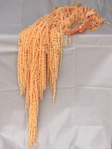 <span class=keywords><strong>Amaranto</strong></span> seco Natural de alta calidad, 5 uds., Amaranthus Caudatus colgante preservado para decoraciones de boda y graduación - Product Image 4