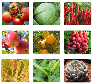 Pyraclostrobin 50% WG, Pesticida para Meloncillos contra la Otricia, Antracnosis y Otricia Polvo, <span class=keywords><strong>Fungicida</strong></span> de Amplio Espectro y Alto Contenido - Product Image 2