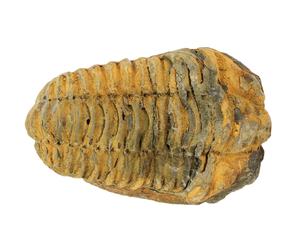 Escultura de Piedra Fósil de Calamina Tribolita Tallada - Product Image 2