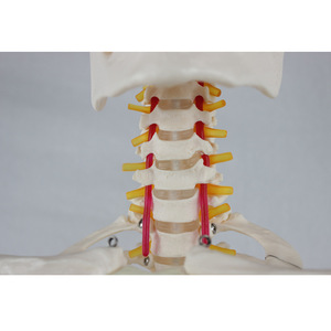 Adult female skeleton with spinal nerves and carotid arteries, packaged in a <b>foam</b> box. Medical teaching equipment. - Product Image 2