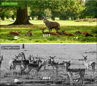 Caméra de chasse BSTCAM 4K 48MP avec contrôle WiFi via application, vision nocturne infrarouge pour la chasse manuelle, détection de mouvement de la faune, IP67