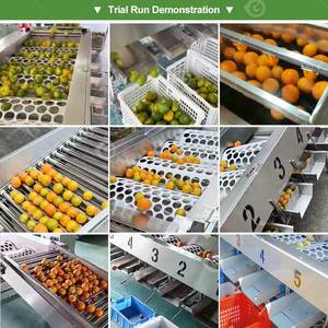 Machine de tri et de calibrage de taille pour tomates cerises, prunes, pommes, avocats, légumes, oignons, fruits et feuilles, avec fonction de nettoyage - Product Image 5