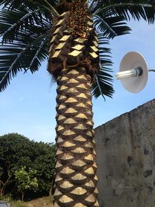 홈 실내 야외 녹지 장식 Plantas Palmeras 인공 야자수 인공 코코넛 나무 - Product Image 5