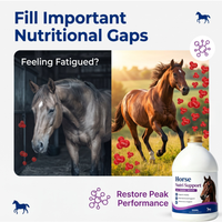 Suplemen Cair Vitamin-Besi-Mineral OEM Horse Health Red Cell 1 Galon Mendukung Daya Tahan, Kesehatan Darah, dan Fungsi Imun